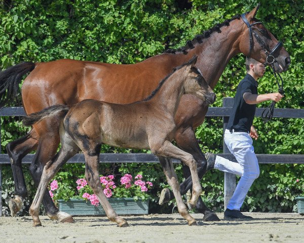 horse Stute von Arezzo VDL / Acteur As (German Sport Horse, 2019, from Arezzo)