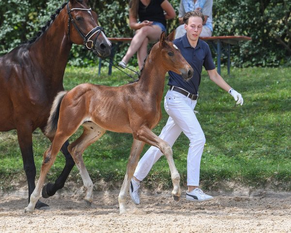 horse Felino (German Sport Horse, 2019, from Marburg's Floricello OLD)