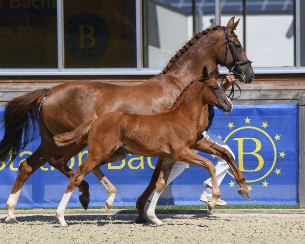 horse Hengst von Topas / Ducati (German Sport Horse, 2019, from Birkhof's Topas Fbw)