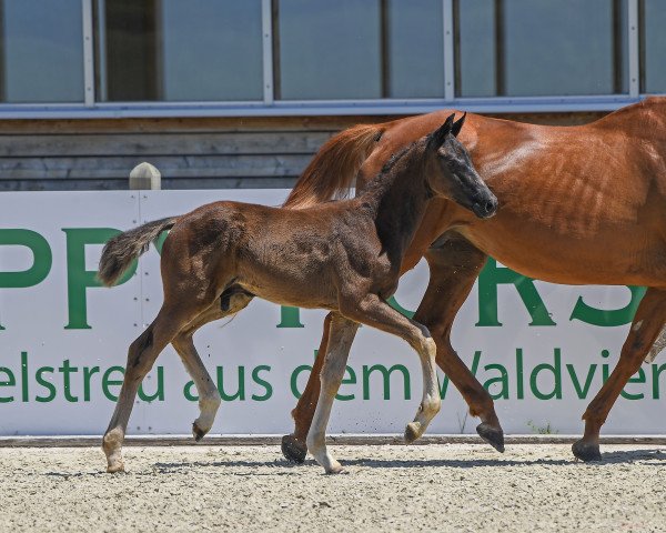 horse Hengst von Fair Game / Lauries Crusador xx (German Sport Horse, 2019, from Birkhof's Fair Game OLD)