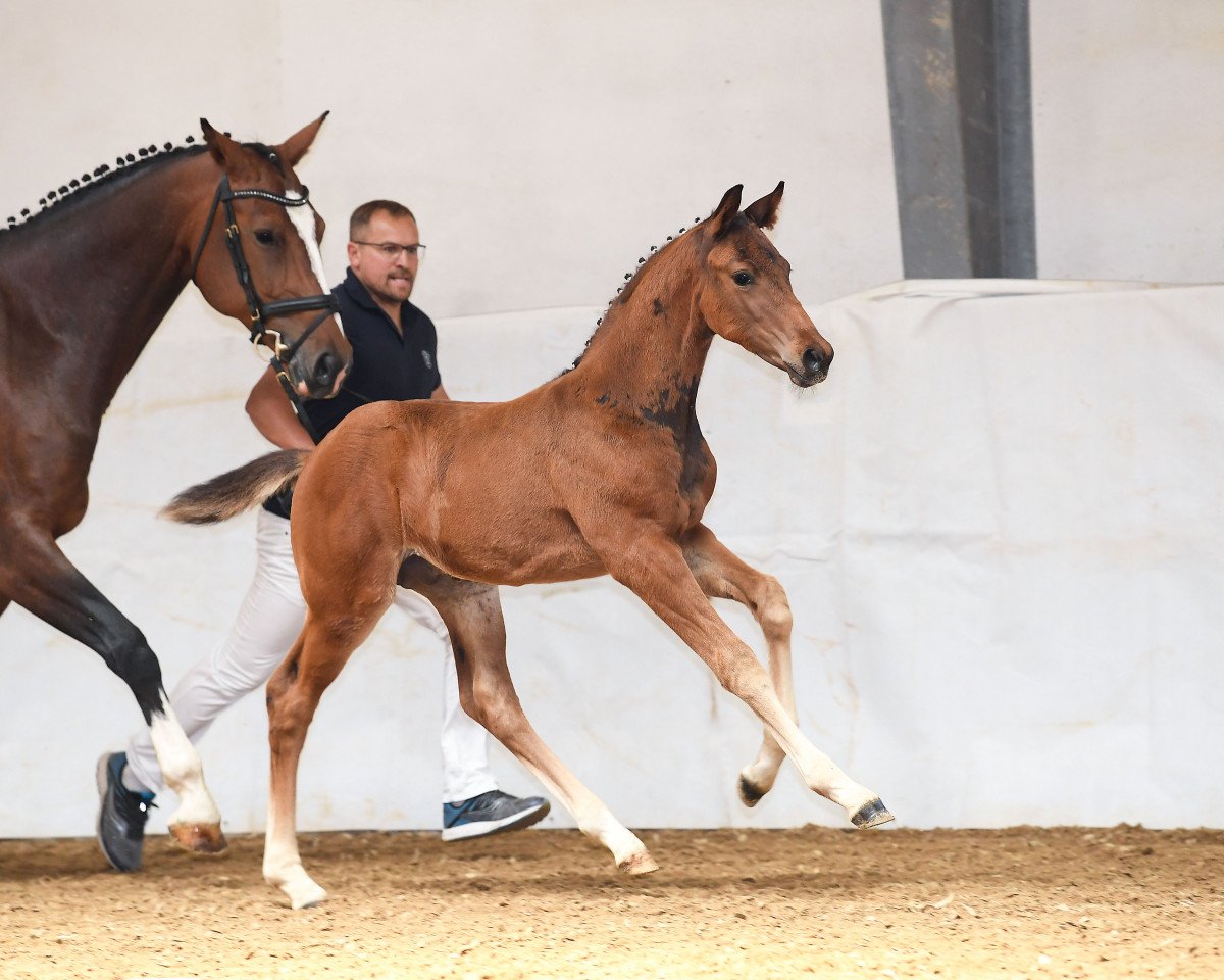 Springpferd Dolcedo 4 (Deutsches Sportpferd, 2019, von Glock's Dream Boy)