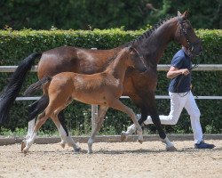 horse Sir Donnersberg (German Sport Horse, 2019, from Sir Donnerhall I)