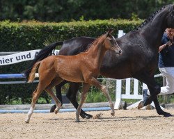 horse Stute von Escamillo / Florestano (German Sport Horse, 2019, from Escamillo)