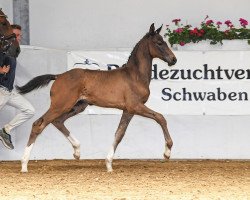 horse Emilio 185 (German Sport Horse, 2019, from Emilio)