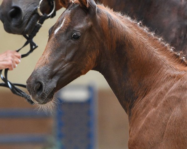 horse Stute von Fabritius / Ruiz Soler (German Sport Horse, 2019, from Birkhof's Fabritius FBW)