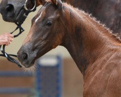horse Stute von Fabritius / Ruiz Soler (German Sport Horse, 2019, from Birkhof's Fabritius FBW)