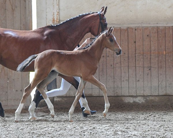 horse Hengst von Canoso / Cola (German Sport Horse, 2019, from Canoso)