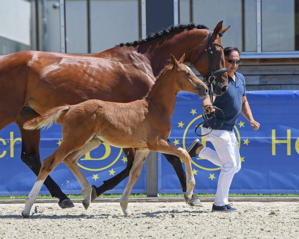 Pferd Hengst von Baccaccio / Captain Fire (Deutsches Sportpferd, 2019, von Baccaccio)