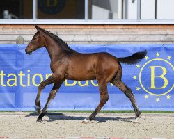horse Hengst von Hongkong B / Con Capitol (German Sport Horse, 2019, from Hongkong B)