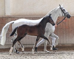 horse Stute von Million Dollar / Cordius M (German Sport Horse, 2019, from Million Dollar)