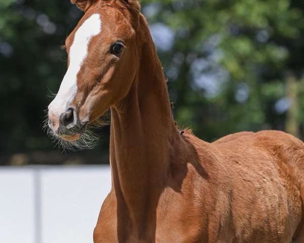 Pferd Don Benito (Deutsches Sportpferd, 2019, von Borsalino) Pferd Don Benito (Deutsches Sportpferd, 2019, von Borsalino)