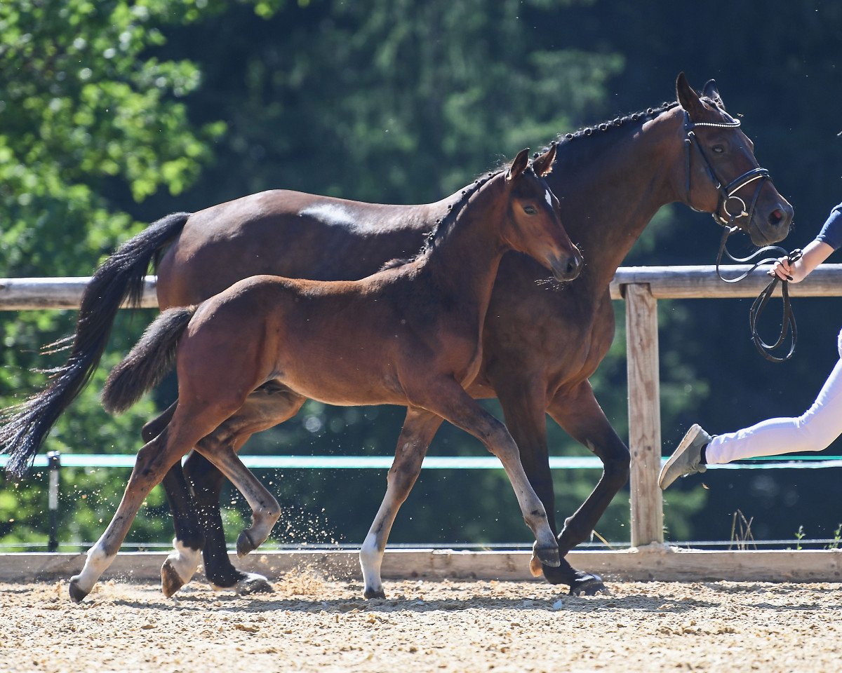 Pferd Django 471 (Deutsches Sportpferd, 2019, von Domani 28)