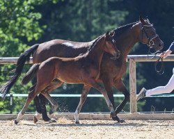 horse Django 471 (German Sport Horse, 2019, from Domani 28)
