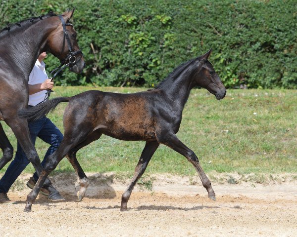 horse Stute von Daybreak M / Sandro Hit (German Sport Horse, 2019, from Daybreak M)