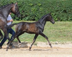 horse Stute von Daybreak M / Sandro Hit (German Sport Horse, 2019, from Daybreak M)