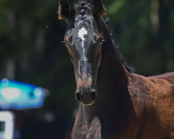 horse Stute von Cayado / Coleur Rubin (German Sport Horse, 2019, from Cayado 3)