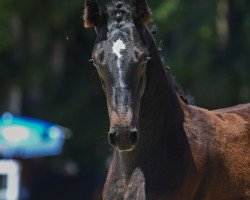 horse Stute von Cayado / Coleur Rubin (German Sport Horse, 2019, from Cayado 3)