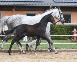 horse Hengst von Topas / Santini (German Sport Horse, 2019, from Birkhof's Topas Fbw)