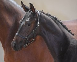 horse Hengst von Candyman / Larome (German Sport Horse, 2019, from Candyman)