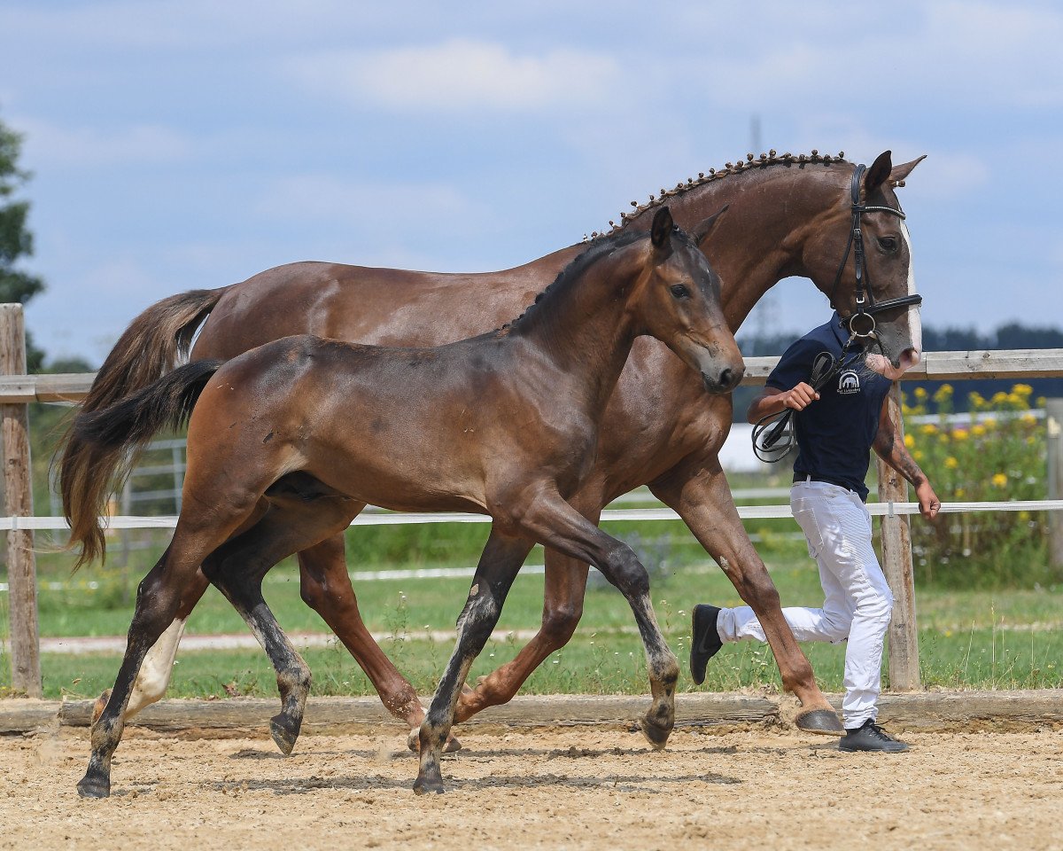 horse Hengst von Millennium / Don Diamond (German Sport Horse, 2019, from E.H. Millennium)