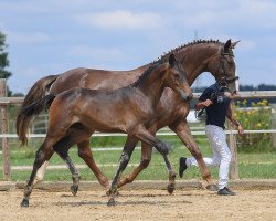 horse Hengst von Millennium / Don Diamond (German Sport Horse, 2019, from E.H. Millennium)