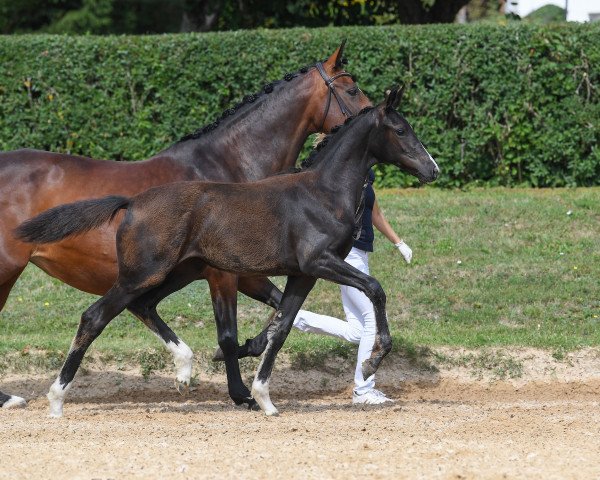 horse Fiorella Willhelmina (German Sport Horse, 2019, from Marburg's Floricello OLD)