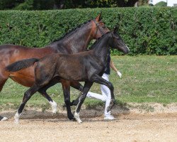horse Fiorella Willhelmina (German Sport Horse, 2019, from Marburg's Floricello OLD)