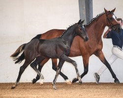 Dressurpferd Zenon's Black Diamond (Deutsches Sportpferd, 2019, von Zenon)