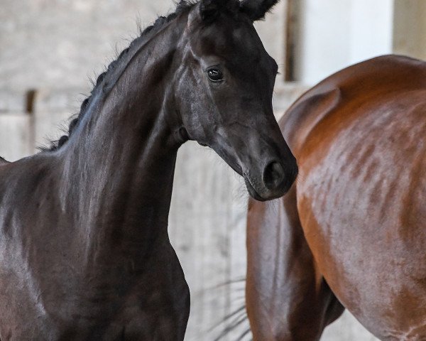 Pferd Stute von For Final / Florestan I (Deutsches Sportpferd, 2019, von For Final)