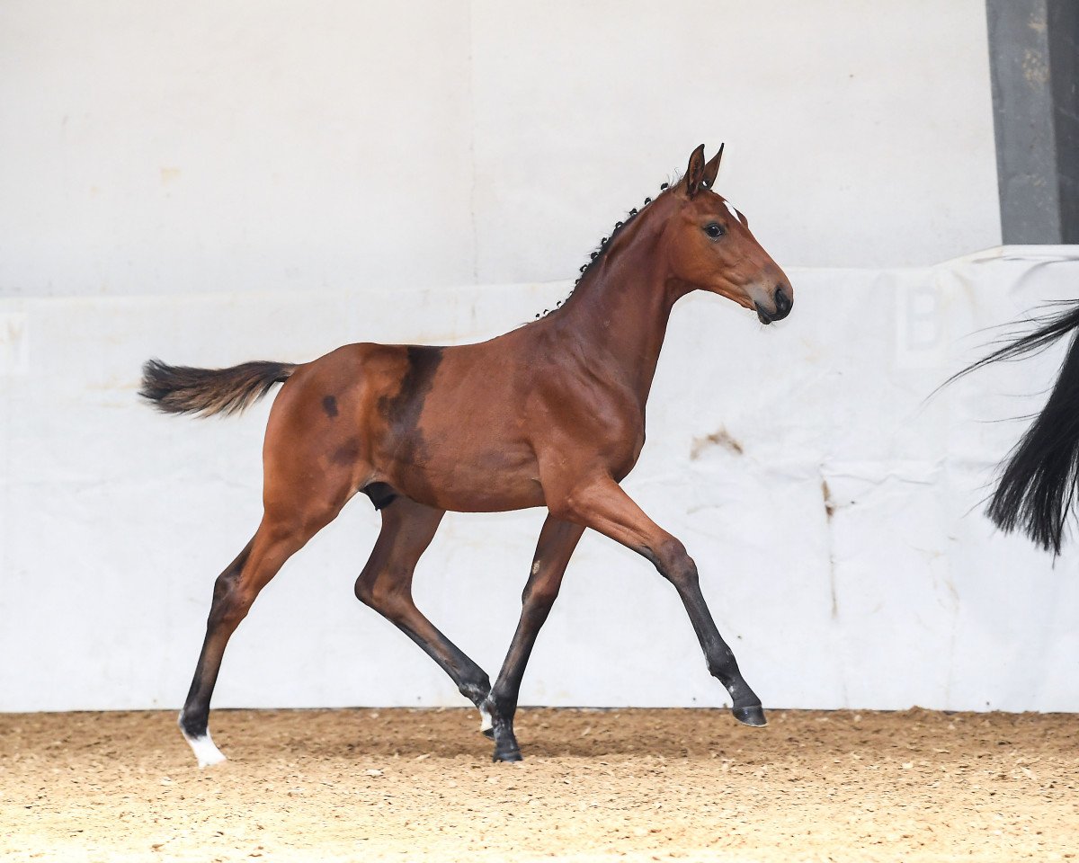 Pferd Hengst von Daybreak M / Just Perfect (Deutsches Sportpferd, 2019, von Daybreak M)
