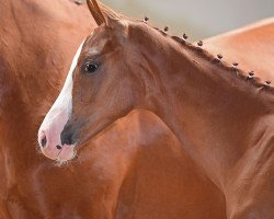 dressage horse Best Buddy S 3 (German Sport Horse, 2019, from Callaho's Benicio)