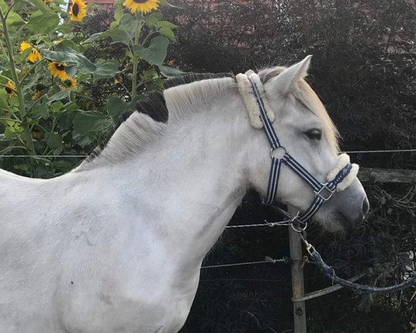 stallion Galileo vom goldenen Adler (Fjord Horse, 2018, from Gandalf)