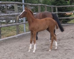 broodmare Keraldika (German Sport Horse, 2015, from Kannan)