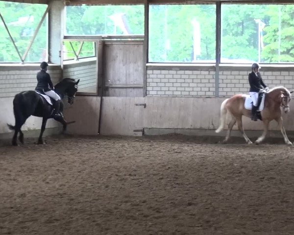 Reitturnier Sprockhövel, Auf der Gethe 2016