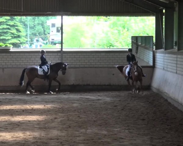 Reitturnier Sprockhövel, Auf der Gethe 2016