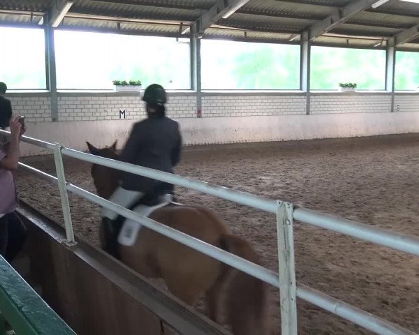 Reitturnier Sprockhövel, Auf der Gethe 2016