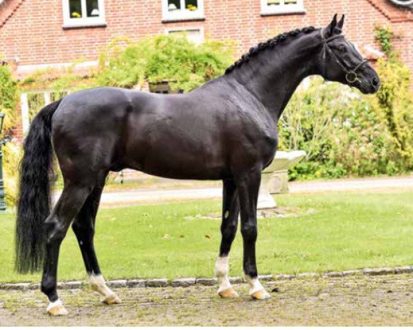 stallion Fantastic Man (Oldenburg, 2010, from Fontane)