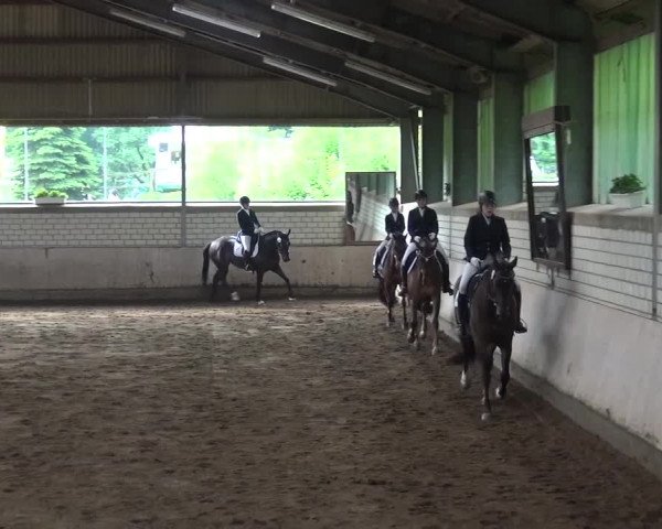 Reitturnier Sprockhövel, Auf der Gethe 2016