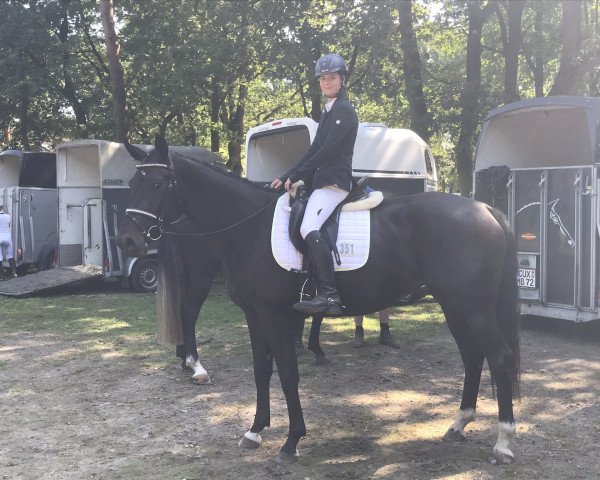 Springpferd Khaleesi G (Oldenburger, 2016, von Kannan)
