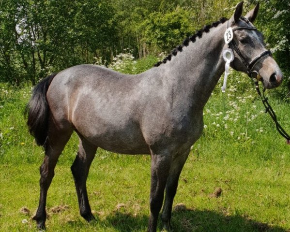 horse Calidetta (Hanoverian, 2017, from Calido I)