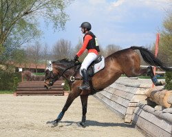 jumper RMW Retina CH (Swiss Warmblood, 2004, from Rubens du Ry D'Asse)