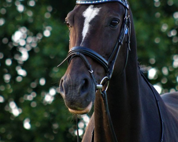 dressage horse Donna Pluchina 2 (Westphalian, 2005, from Don Christobal)