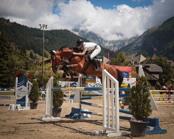 jumper Quirall (Oldenburg show jumper, 2008, from Quintender 2)
