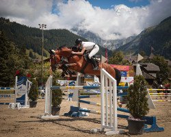 jumper Quirall (Oldenburg show jumper, 2008, from Quintender 2)