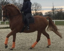 dressage horse Life Licence (Hanoverian, 2007, from Locksley II)