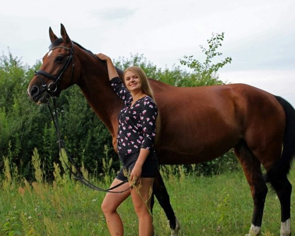 horse Woina I Mir (Trakehner, 2005, from Linne)