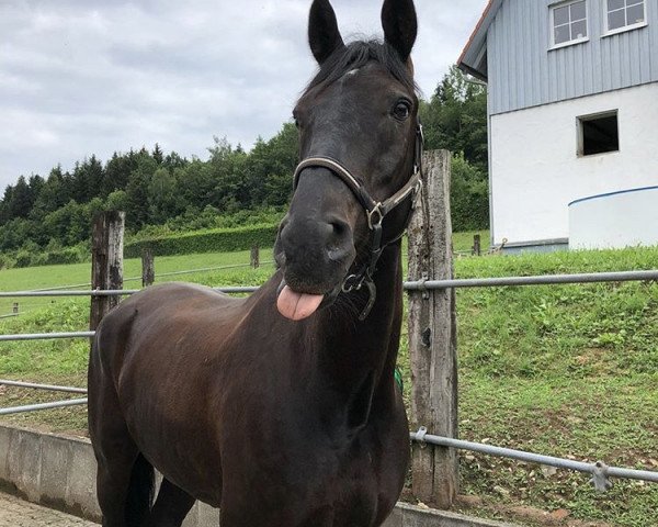 jumper Embassy Junior (Hanoverian, 2008, from Embassy III)