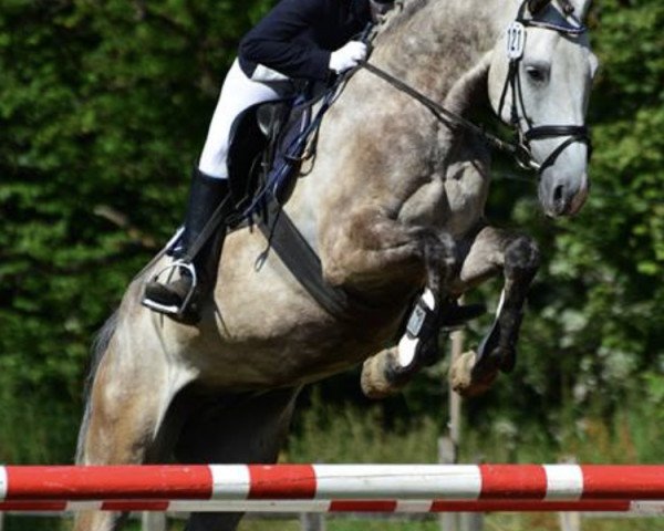 jumper Cassinjo (Holsteiner, 2007, from Cassini II)
