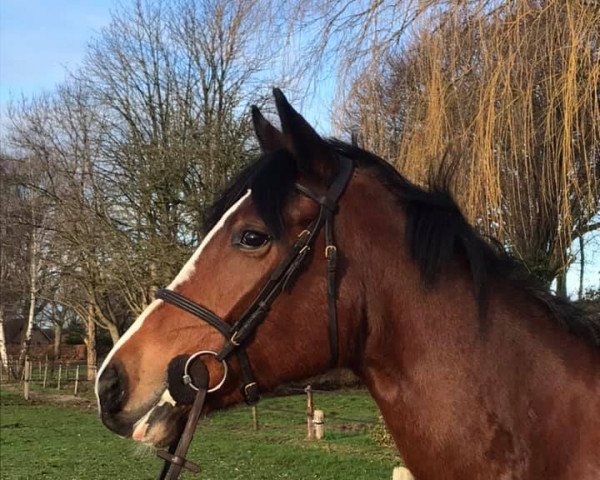Pferd Kiss Me FB (KWPN (Niederländisches Warmblut), 2015, von Canabis Z) Pferd Kiss Me FB (KWPN (Niederländisches Warmblut), 2015, von Canabis Z)