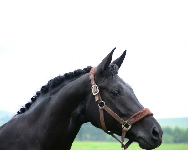 broodmare Swarovski's Saphira (Oldenburg, 2008, from Swarovski)